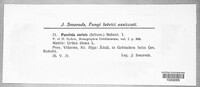 Puccinia caricis image